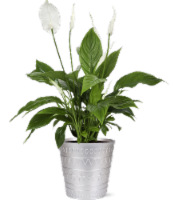 Peace Lily Potted Plant Perspective: Main