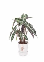 Signature Potted Alocasia Perspective: Main