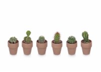 Cactus in Clay Pot - Assorted Perspective: Main