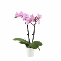 Just Add Ice Pink Orchid in 3" Ceramic Pot (Approximate Delivery is 2-7 Days)