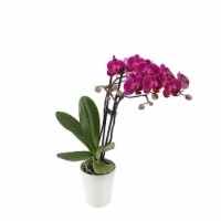 Just Add Ice Purple Orchid in 3" Ceramic Pot (Approximate Delivery is 2-7 Days)