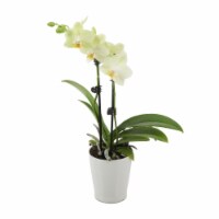 Just Add Ice Yellow Orchid in 3" Ceramic Pot (Approximate Delivery is 2-7 Days)