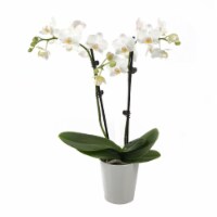 Just Add Ice White Orchid in 3" Ceramic Pot (Approximate Delivery is 2-7 Days)