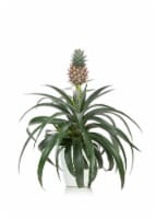 Bromeliad Pineapple + Ceramic Pot Perspective: Main