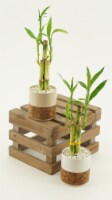 Bamboo Assortment Perspective: Main