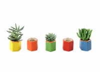 Succulent in Upgraded Ceramic Pot - Assorted Perspective: Main