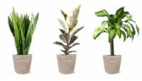 Foliage Indor Plant Collection Perspective: Main