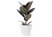 Foliage Plastic Perspective: Main