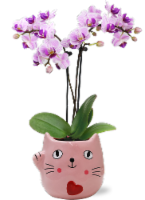 Mini Orchid In A Holiday-Centric Ceramic Pot Perspective: Main