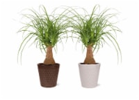 Ponytail Palm Potted Plant Perspective: Main