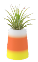 Green Circle Growers Holiday Air Plant Perspective: Main