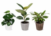5 Foliage Signature Collection in Wood Perspective: Main