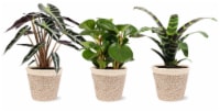 Foliage Signature Collection in Jute Perspective: Main