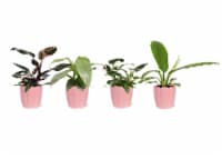 Philodendron Fancy Collection in Ceramic Perspective: Main