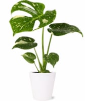 5 inch Monstera Thai Constellation in Ceramic Pot Perspective: Main