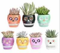 Sugar Skull Potted Succulent - Assorted Perspective: Main