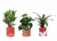 Signature Foliage Collection Ceramic Potted Plant - Assorted Perspective: Main
