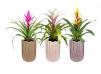 Bromeliad In Ceramic Upgrade Assorted Perspective: Main
