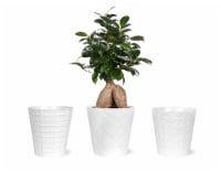 Bonsai Ficus Ginseng Ceramic Perspective: Main