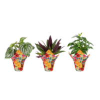 Foliage in Pot Cover Perspective: Main