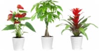 Tropical Potted Assortment In Ceramic Perspective: Main