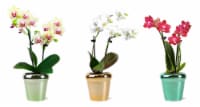 Mini Phalaenopsis Orchids In Ceramic Pot Perspective: Main