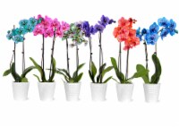 Orchid Phalaenopsis Kaleidoscope Ceramic Pot Perspective: Main