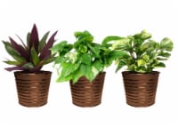 Foliage in Tin Pot - Assorted Perspective: Main