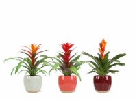 Bromeliad in Ceramic Perspective: Main