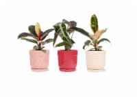 Foliage in Ceramic Pot Perspective: Main