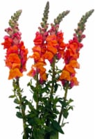 Snapdragon Bunch (assorted colors available) Perspective: Main