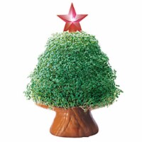 Joseph Enterprises CP037-16 Tree With Starlight Chia Pet- Case of 16