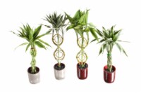 Lucky Bamboo - Assorted Perspective: Main