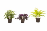 Exotic Angel Assorted Potted Plant Perspective: Main