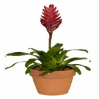 Potted Bromeliad