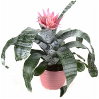 Potted Bromeliad