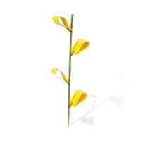 Safer Brand Sticky Stakes Home Houseplant Perspective: Main