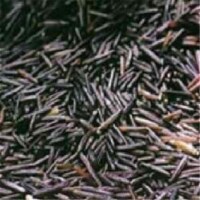 Mac Dougalls BG15407 Mac Dougalls Wild Rice - 1x25LB