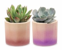 Succulent Pastel Ombre Ceramic Perspective: Main