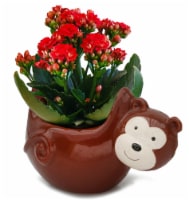 Come Hang Out Ceramic Calandiva Potted Plant Perspective: Main