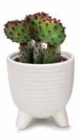Mojave Footed Cactus Perspective: Main