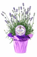 Rocket Farms Potted Lavender Perspective: Main