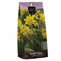 Daffodil Tete-A-Tete flower bulbs Perspective: Main
