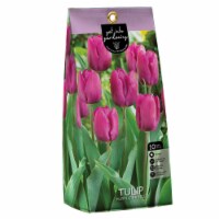 Tulip Purple Prince Peg Pack flower bulbs Perspective: Main