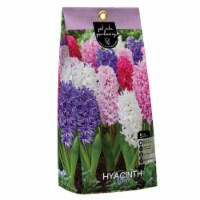 Hyacinth Blend Peg Pack flower bulbs Perspective: Main