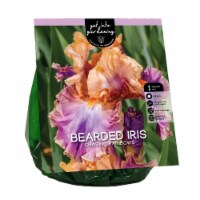 Van Zyverden Bearded Iris Bulb - Chasing Rainbows