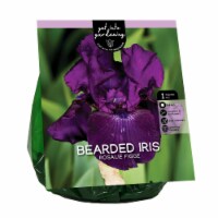 Van Zyverden Bearded Iris - Rasalie Figge
