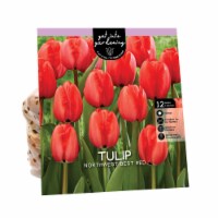 Van Zyverden Tulip Bulb - Northwest Best Red
