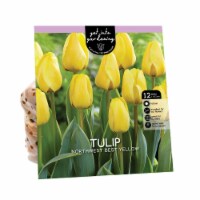 Van Zyverden Tulip Bulbs - Northwest Best Yellow