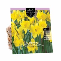 Van Zyverden Daffodil Bulbs - Northwest King Alfred